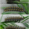 melit didyma larva4 volg